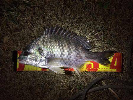 神戸湾奥チニングでキビレ30〜40