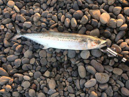 ナブラ！サゴシ！