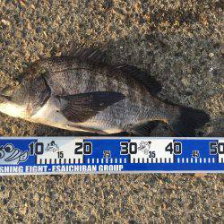 ヘチ釣りに行ってきた結果