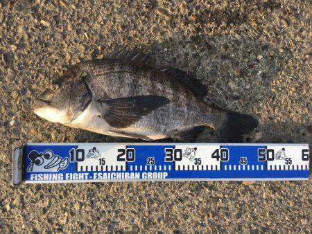 ヘチ釣りに行ってきた結果