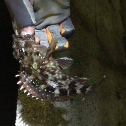 ロックフィッシュ