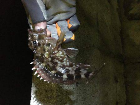 ロックフィッシュ