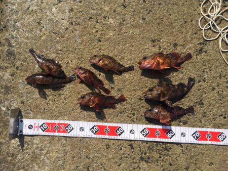 狙い通りの釣果