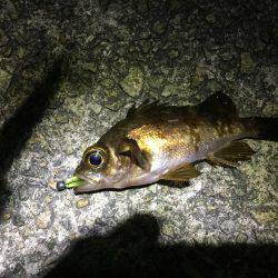 メバル少々、アジ少々