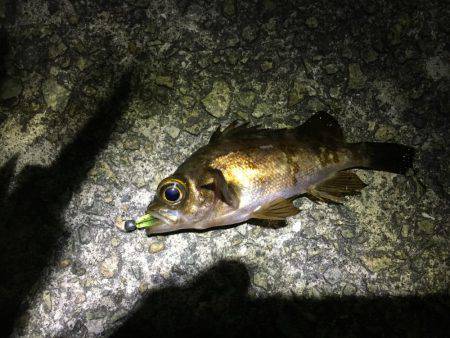 メバル少々、アジ少々