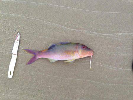 西表島・河口ライトショアジグ