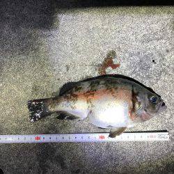 初めてのウキ釣り