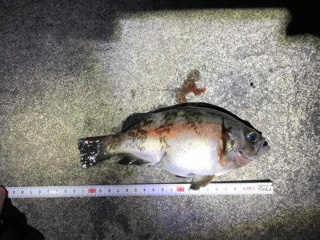 初めてのウキ釣り