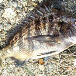 チヌ！何とか1枚