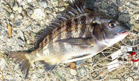 チヌ！何とか1枚