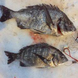 寒波の中。雪の中でチヌ。