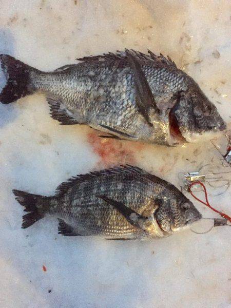 寒波の中。雪の中でチヌ。