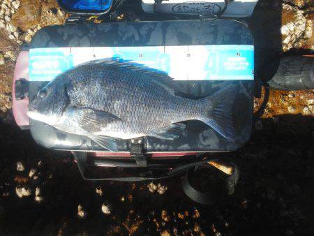 水温低下でグレ・・坊主でした・・