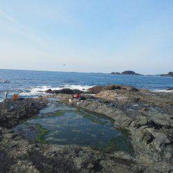 こんなん出ました・・・アオブダイ・・・