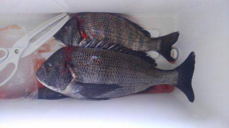 今年の釣り初め