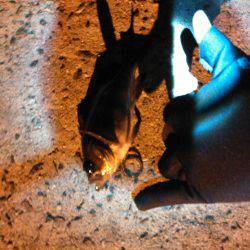 太地でグレ釣り