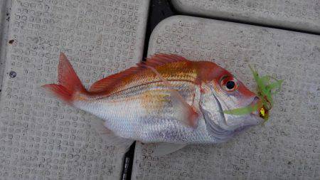 タチウオ&サワラ撃沈