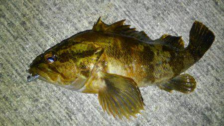 短時間ロックゲーム！