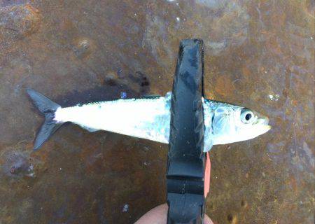 サビキで良型アジ、イワシ