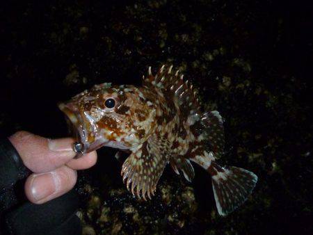 ライトゲームでガシラ