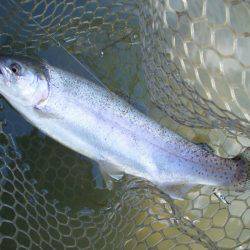 大安トラウトレイク 釣果