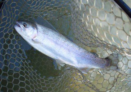 大安トラウトレイク 釣果