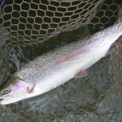 大安トラウトレイク 釣果