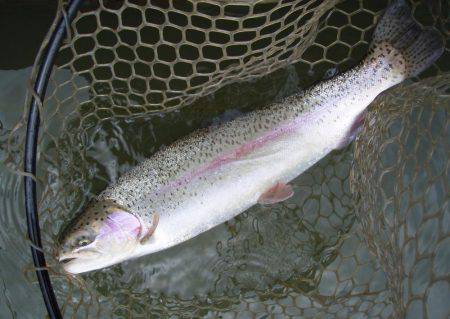 大安トラウトレイク 釣果