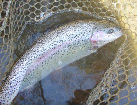 大安トラウトレイク釣果