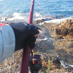 今回は良く釣れました・・・グレ・・・