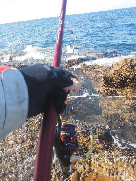 今回は良く釣れました・・・グレ・・・