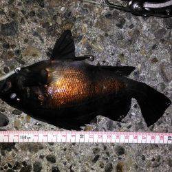 久しぶりのメバリング