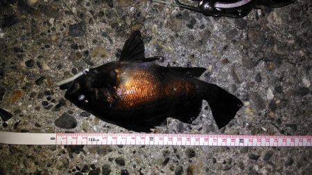 久しぶりのメバリング