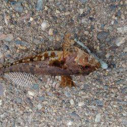 メバリングでマハゼ