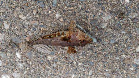 メバリングでマハゼ