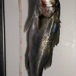 鳴門でシーバス