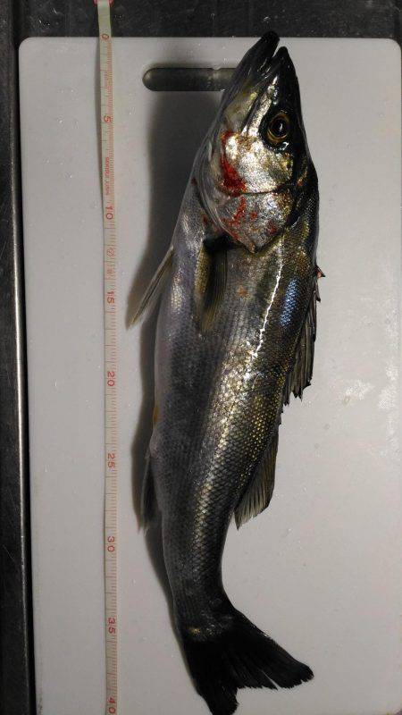 鳴門でシーバス