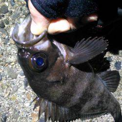 未明に多奈川周辺でメバル調査