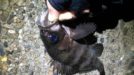 未明に多奈川周辺でメバル調査