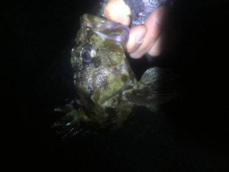 またもやガシラ…