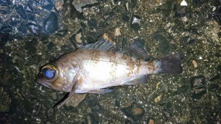 風のある日は風裏ポイントで。