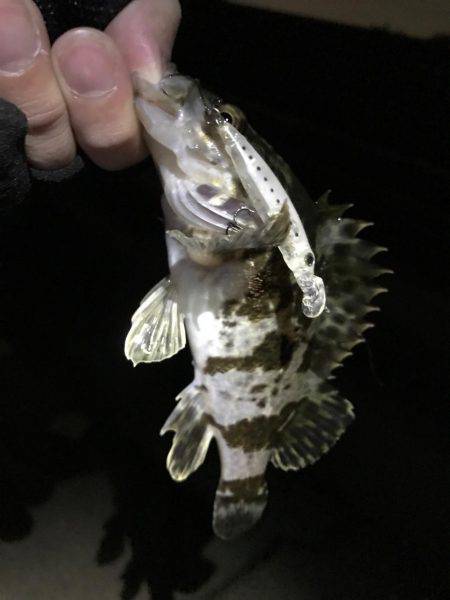 ライトプラッキング