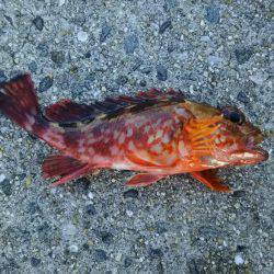 日中にまったりと