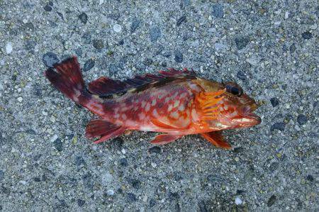 日中にまったりと