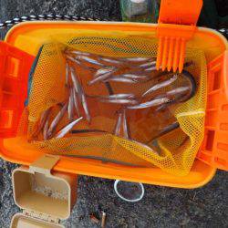 布目湖のワカサギ　だんだん渋くなってる？