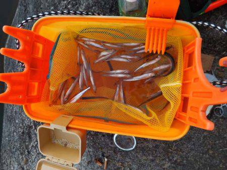 だんだん渋くなってる？布目湖のワカサギ