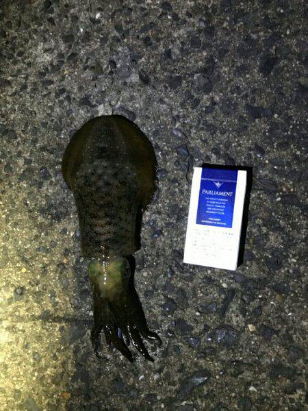 ヤエン中毒(笑)