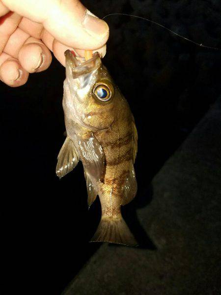 泉南メバリング