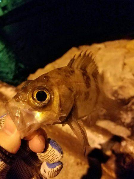 デカメバを求めて…