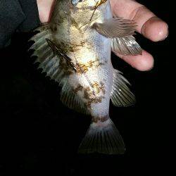 納得行く釣りできない